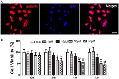 Activity of Metabotropic Glutamate Receptor 4 Suppresses Proliferation and Promotes Apoptosis With Inhibition of Gli-1 in Human Glioblastoma Cells